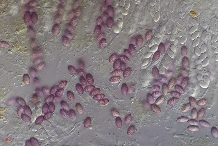 Kleinste spikkelschijfje - Ascobolus minutus